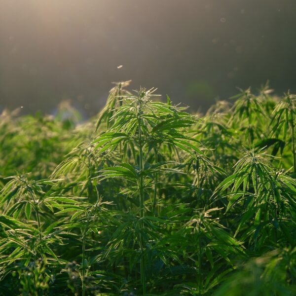 Understanding the Cost of Renewing a Medical Marijuana Card in Altoona, PA